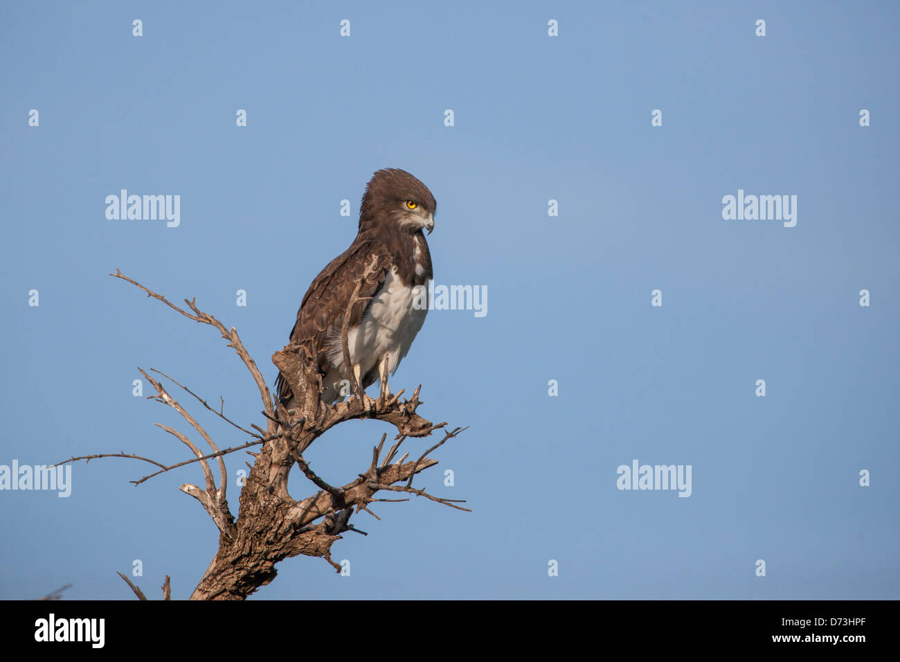 Un aigle serpent à torse noir (Circaetus pectoralis) perché majestueusement sur une branche, surveillant le paysage africain à la recherche de proies. Banque D'Images