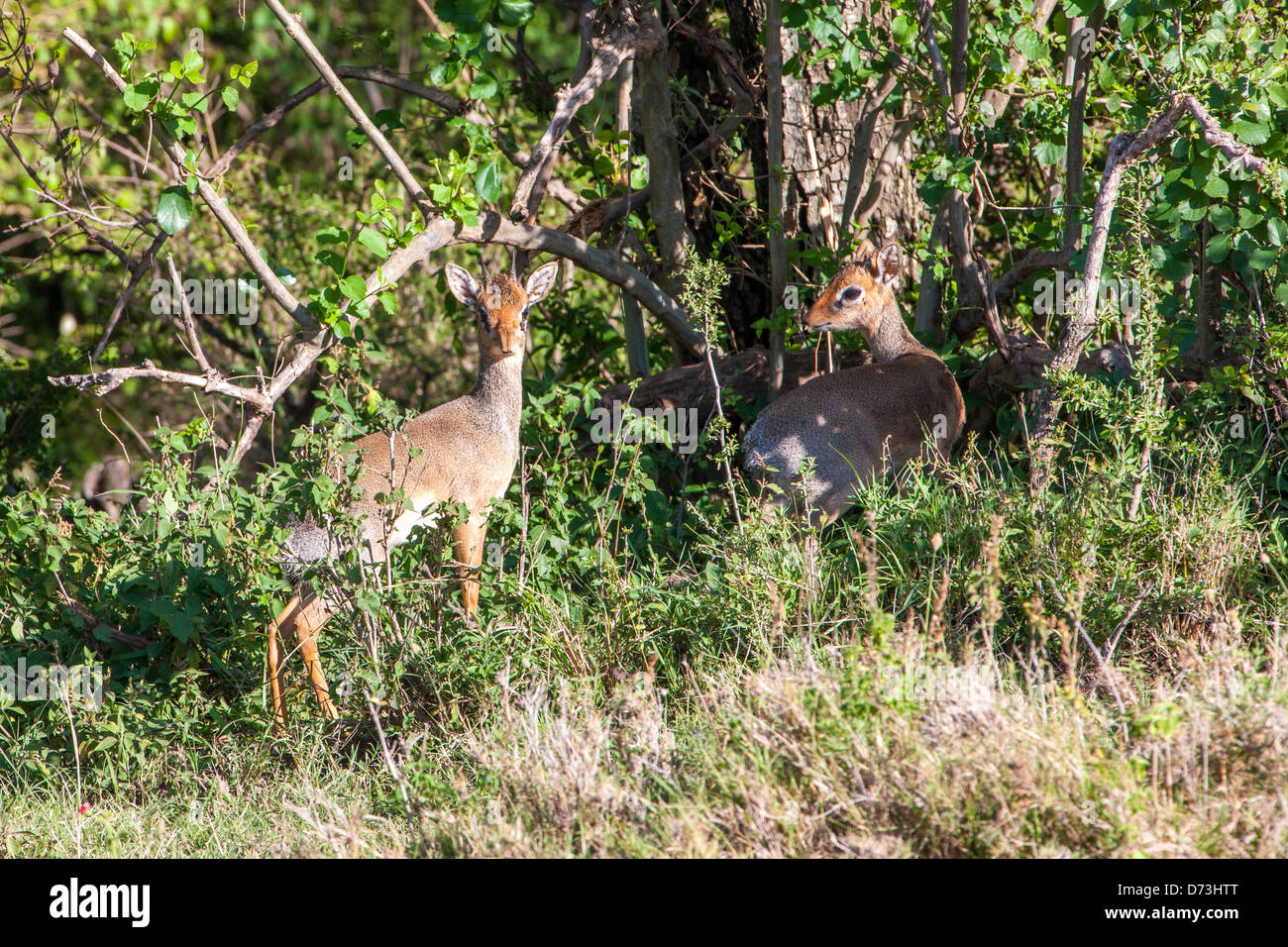 Une paire de Dik-Diks (petites antilopes du genre Madoqua) se tient prudemment parmi les arbustes africains denses, se mélangeant à la végétation. Banque D'Images