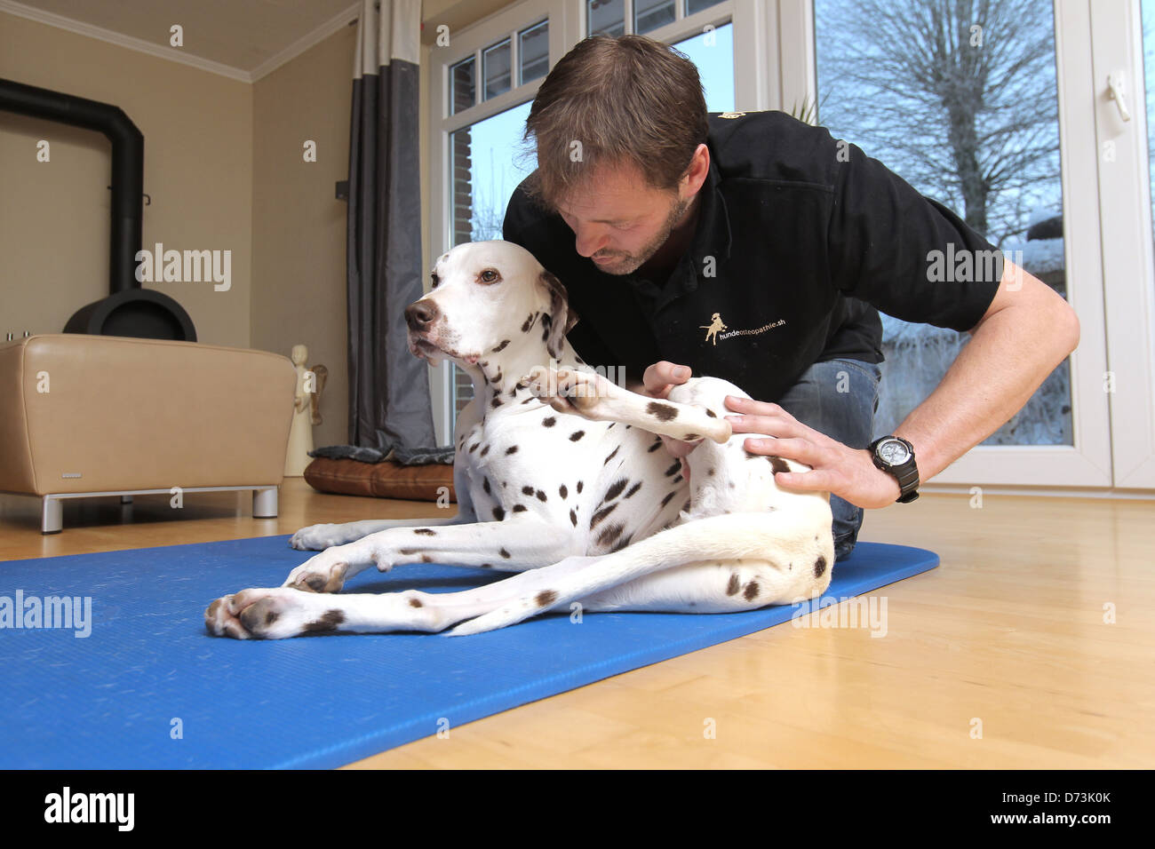 Un chien d'un ostéopathe est le traitement d'un dalmatien marron, Maasbuell, Allemagne Banque D'Images