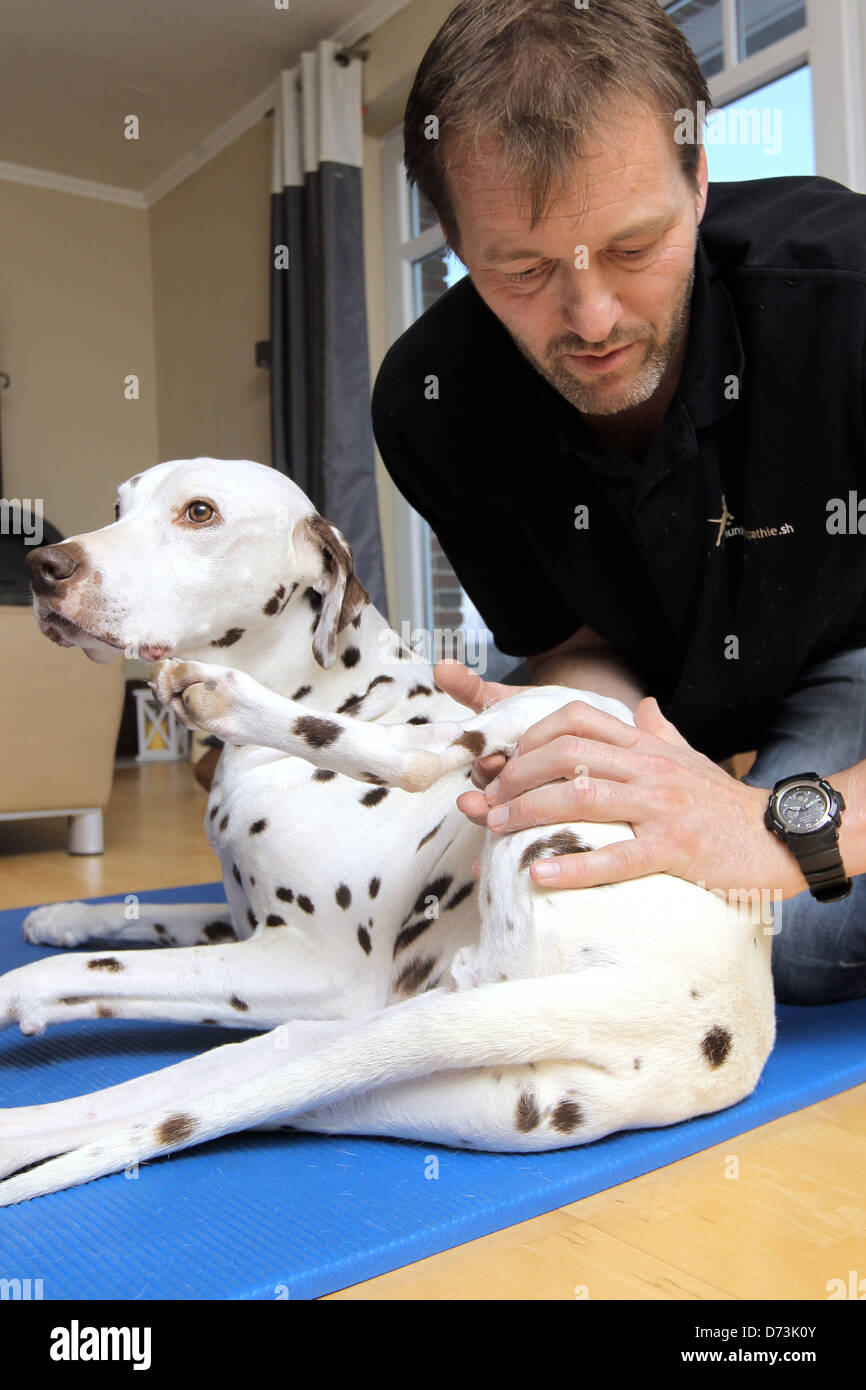 Un chien d'un ostéopathe est le traitement d'un dalmatien marron, Maasbuell, Allemagne Banque D'Images