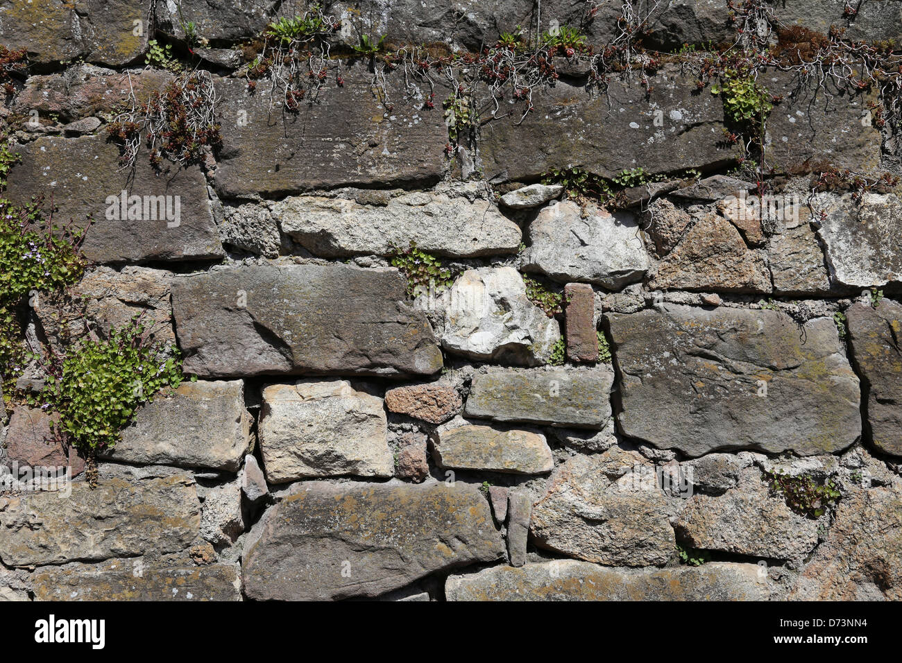 La Maçonnerie de plantes sauvages Banque D'Images