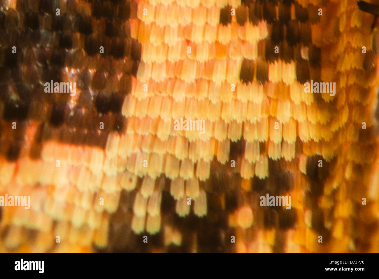 Close up of Tropical butterfly wing Banque D'Images