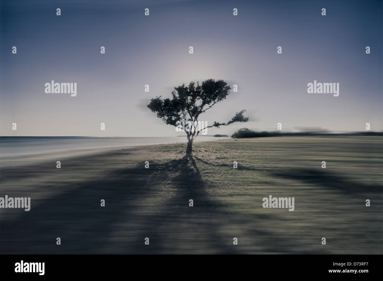 La silhouette d'un arbre avec son ombre à l'océan Banque D'Images