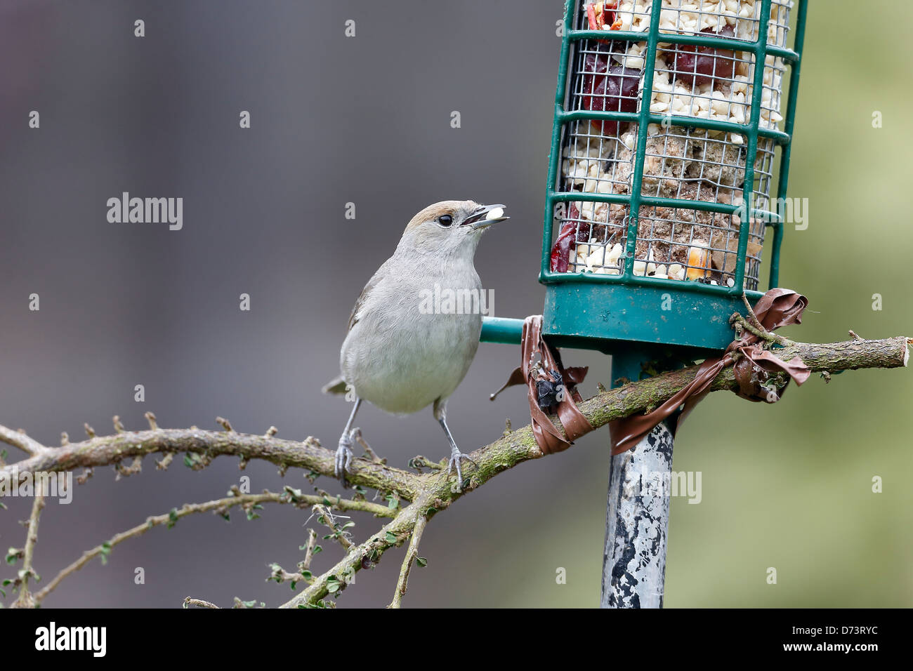 Blackcap, Sylvia atricapilla, seule femelle sur le convoyeur d'alimentation, dans le Warwickshire, Avril 2013 Banque D'Images