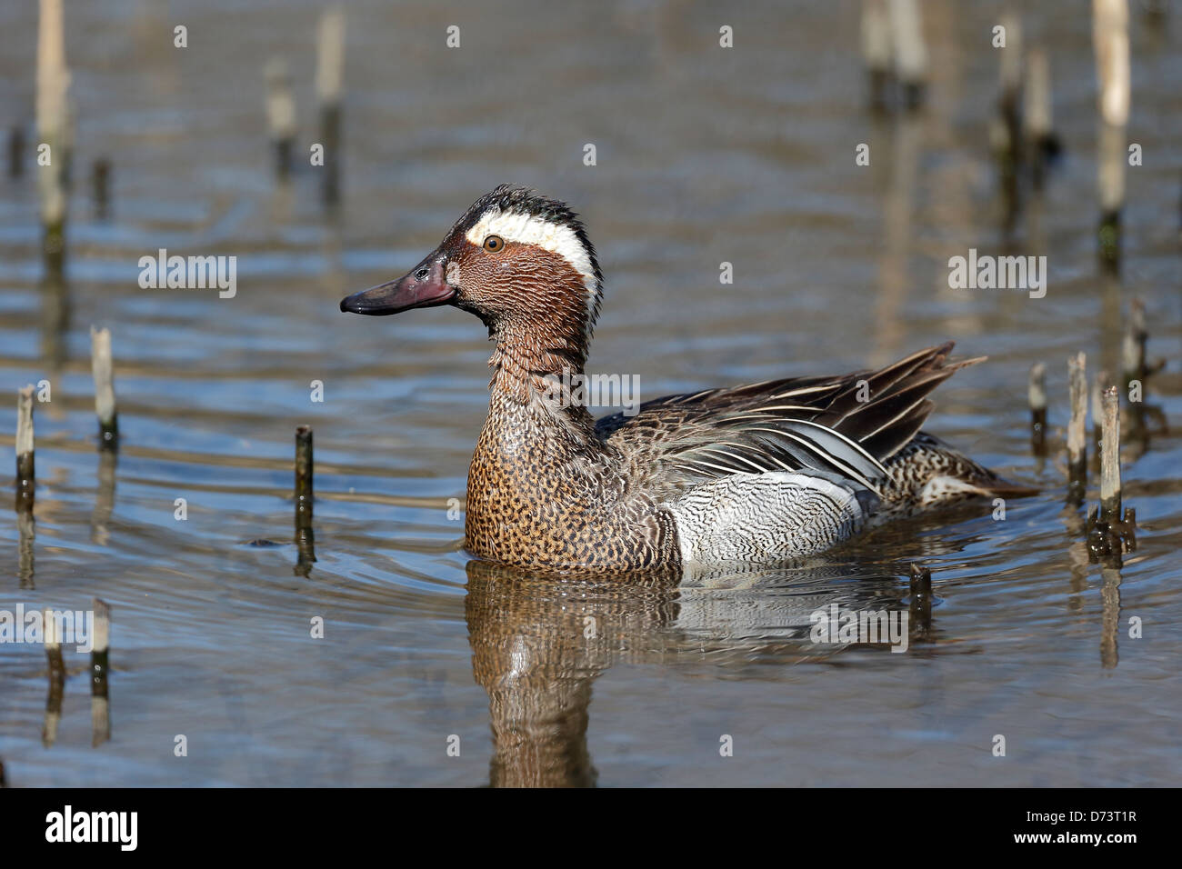 Sarcelle d'été, Anas querquedula, homme célibataire sur l'eau, dans le Warwickshire, Avril 2013 Banque D'Images