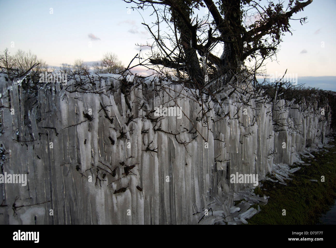 Les glaçons sur une couverture en face d'un arbre Banque D'Images