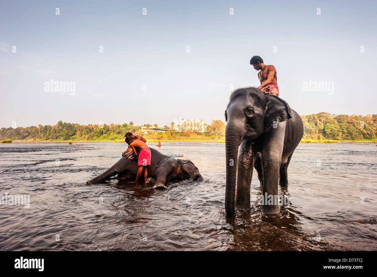 Cornacs baignent leurs jeunes éléphants dans la rivière à l'aube de Periyar au Kerala, en Inde. Banque D'Images