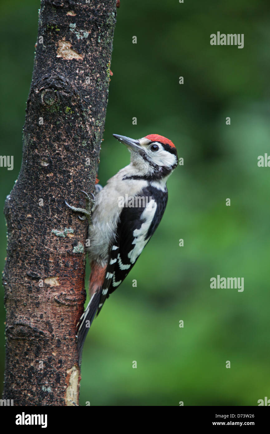 Pic mineur Banque D'Images