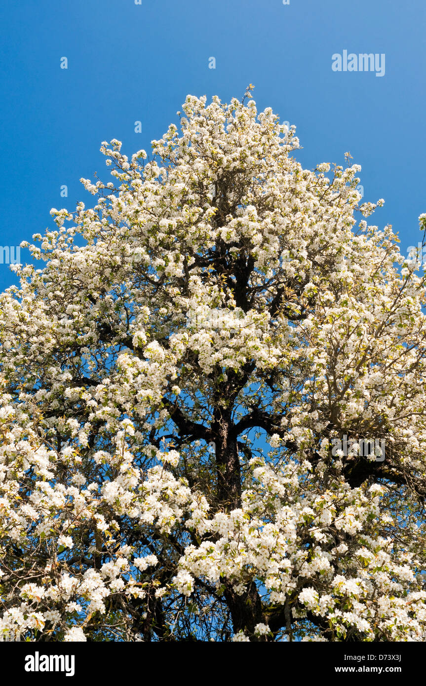 Cerisier en fleur pleine - France. Banque D'Images