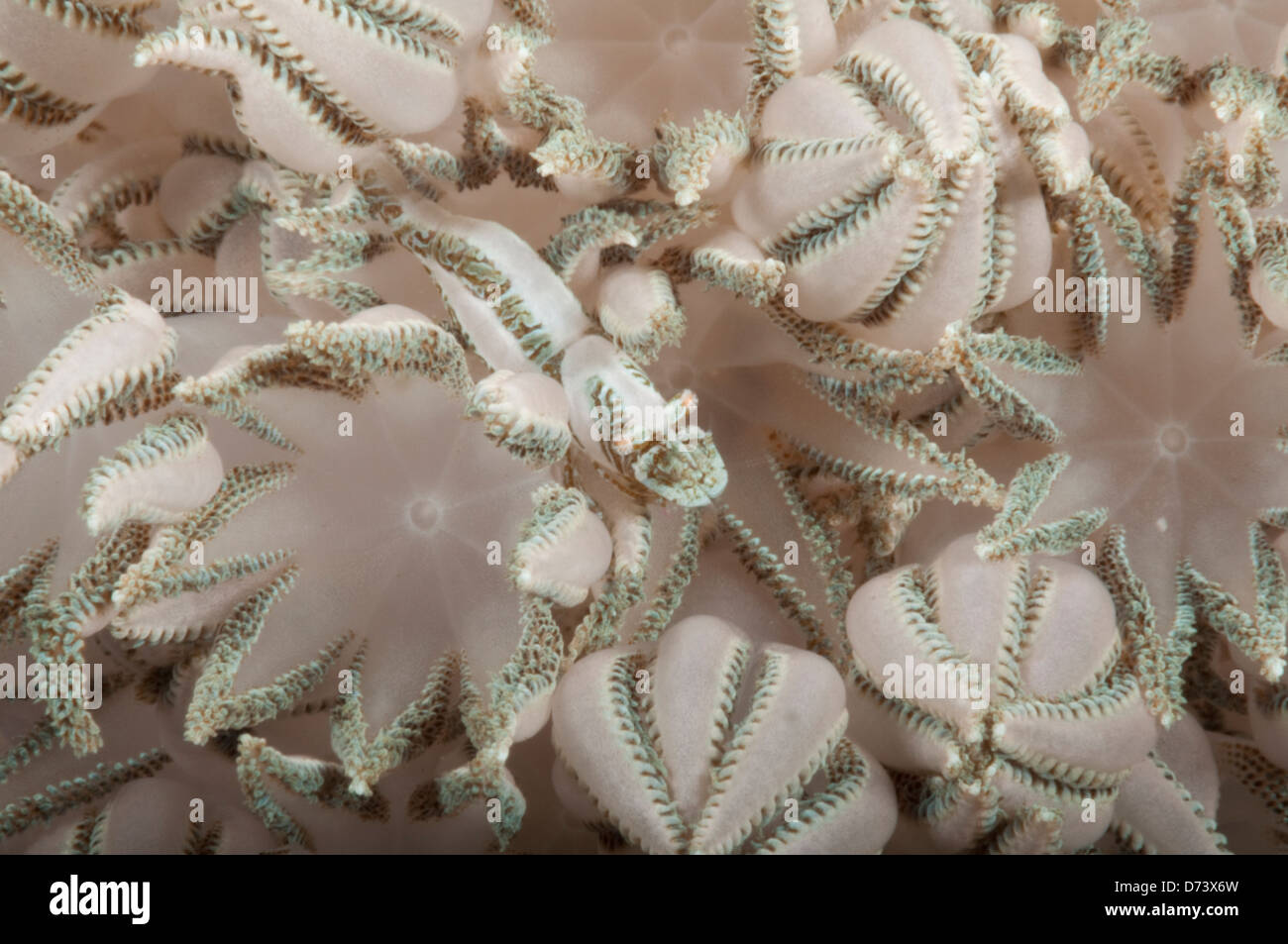 Une petite crevette rose est camouflé par le corail il vit à xenia Banque D'Images