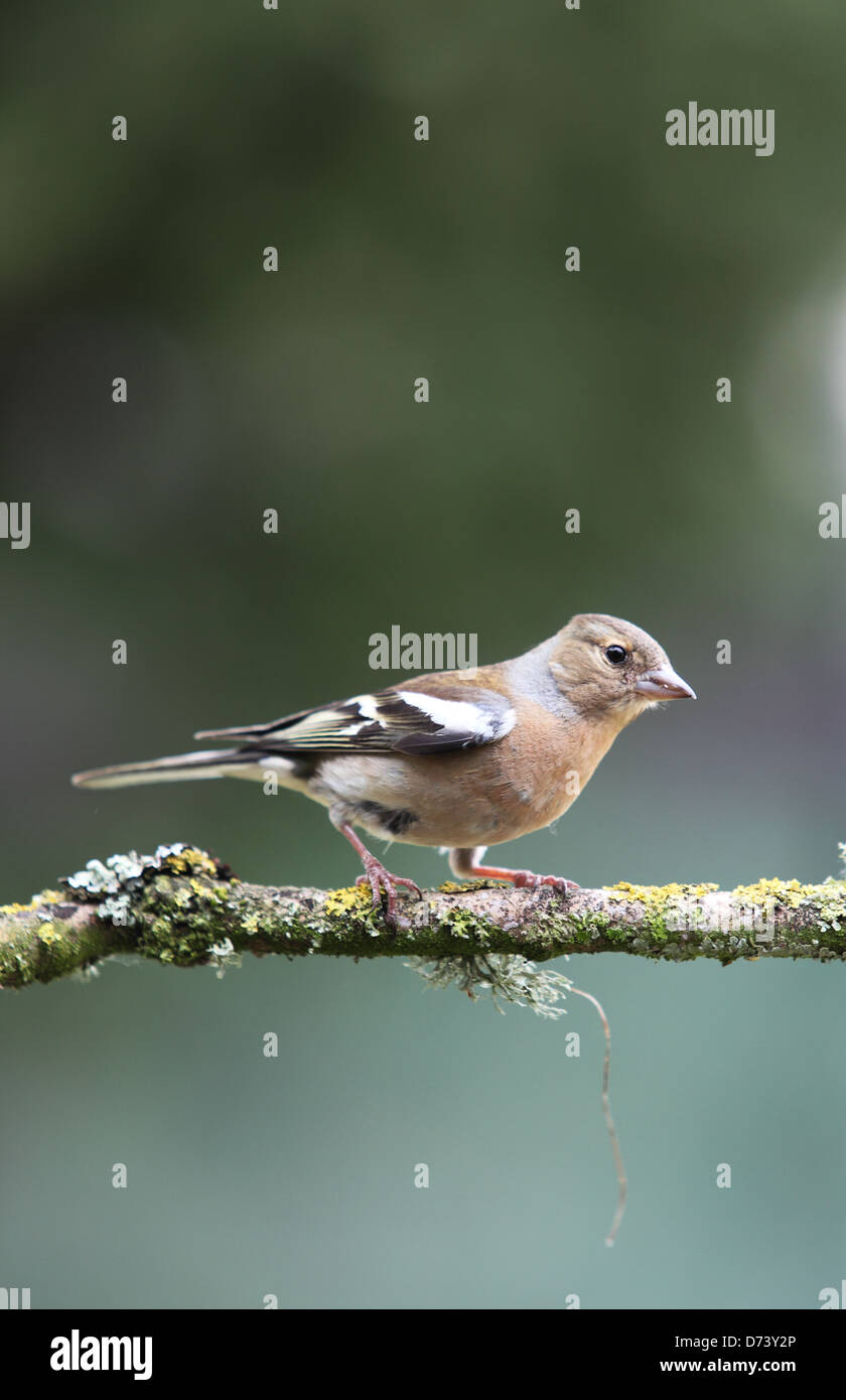 Chaffinch femelle Banque D'Images