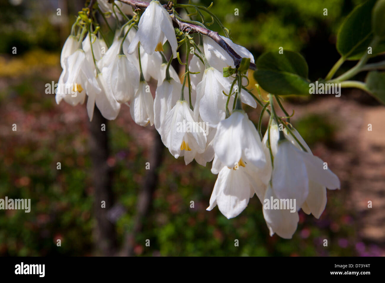 Fleurs des deux-winged Silverbell / American snowdrop (arbre Halesia diptera Ellis) Banque D'Images