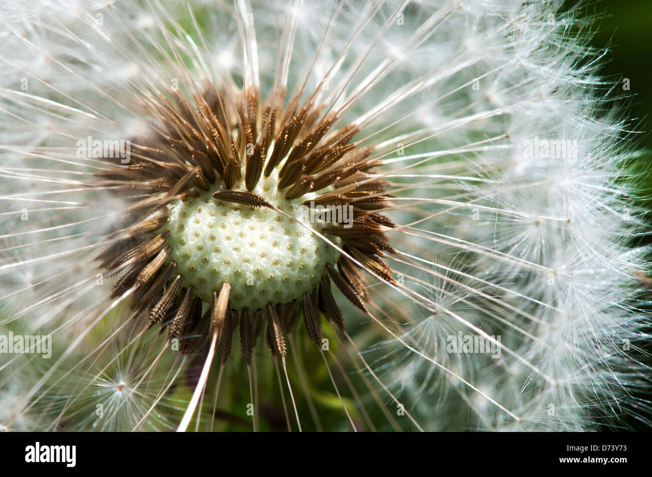 Mauvaises herbes pissenlit en détail (zoomé dans macro shot). Banque D'Images
