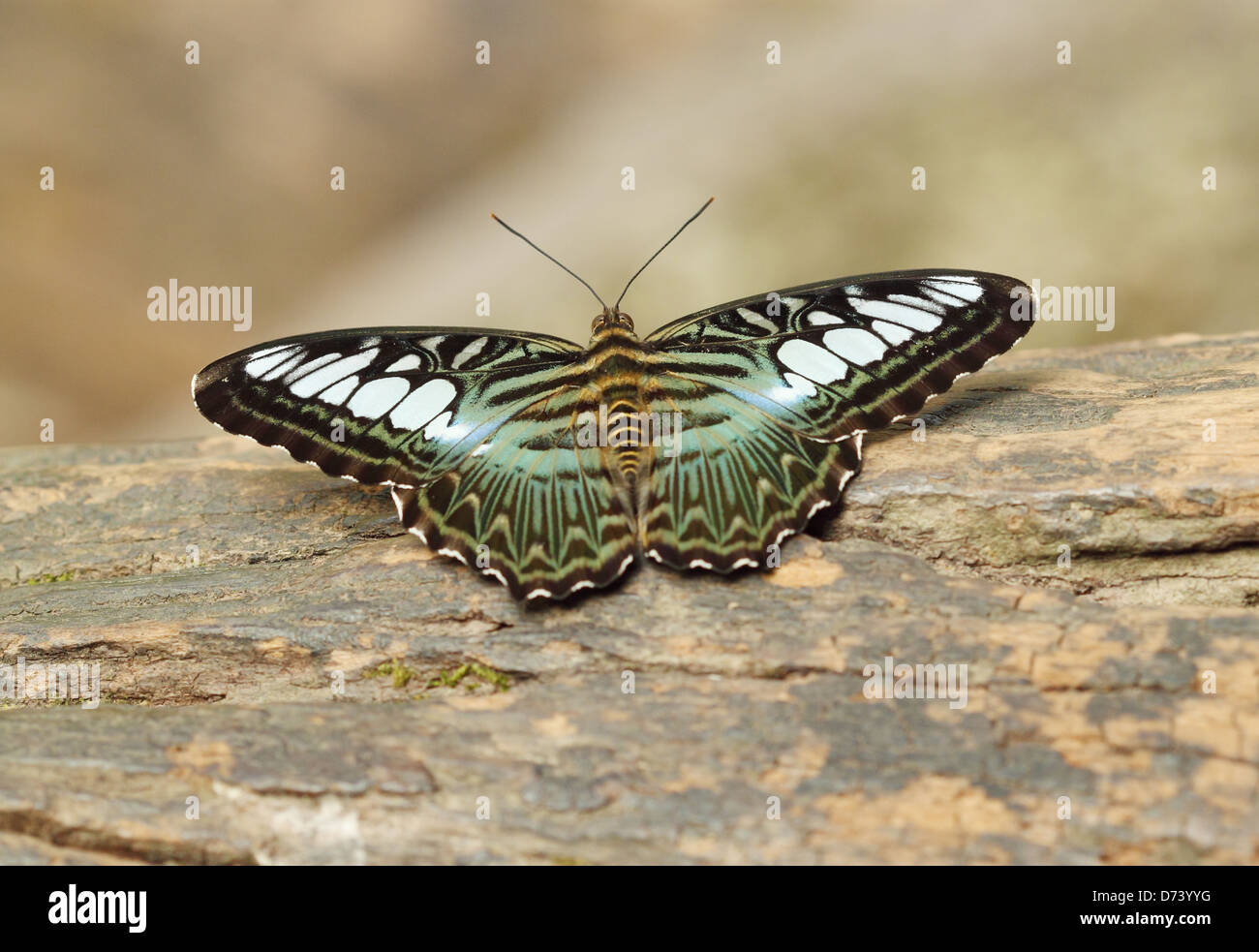 Clipper papillon parthenos sylvia) reposant sur un bois Banque D'Images