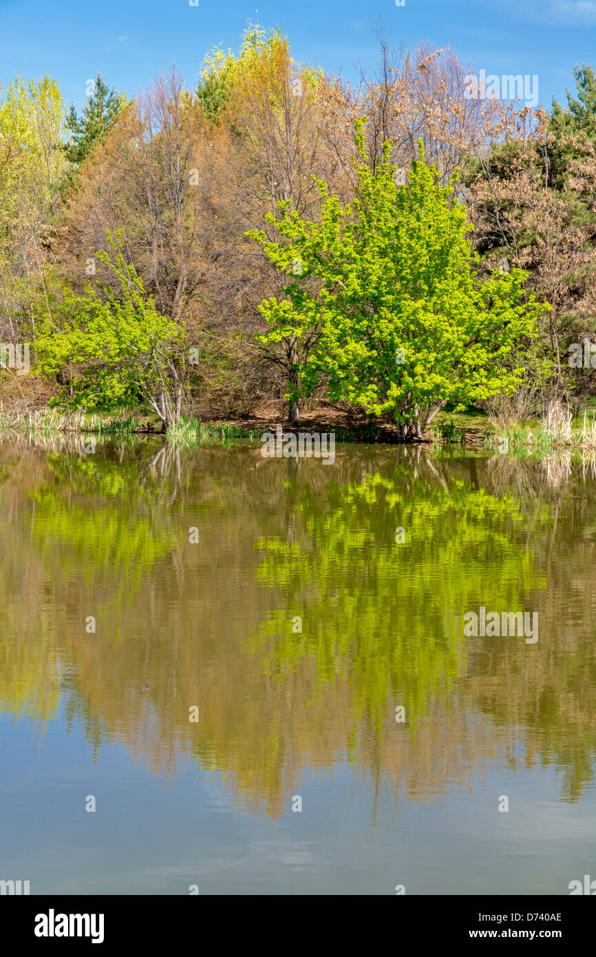 Tree reflet dans un étang du parc de la ville Banque D'Images