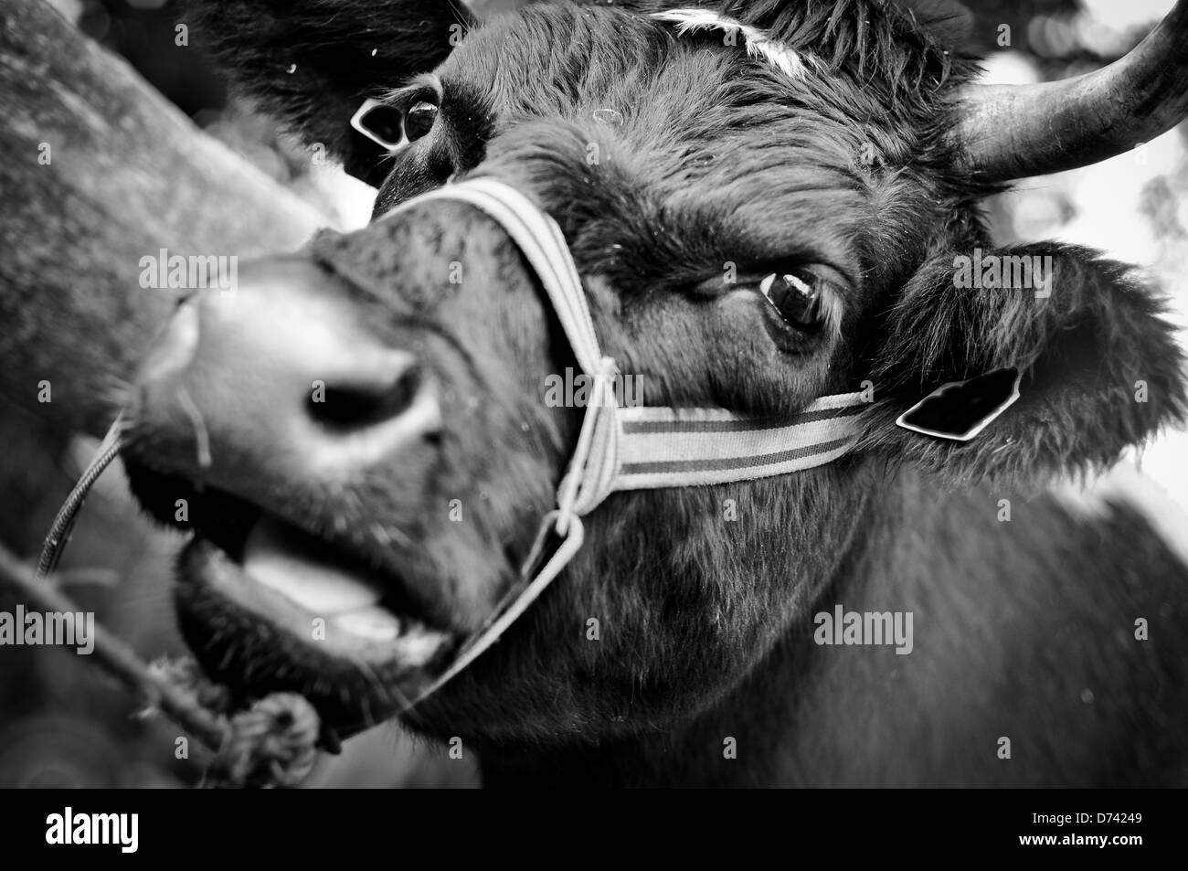 Vache en noir et blanc Banque D'Images
