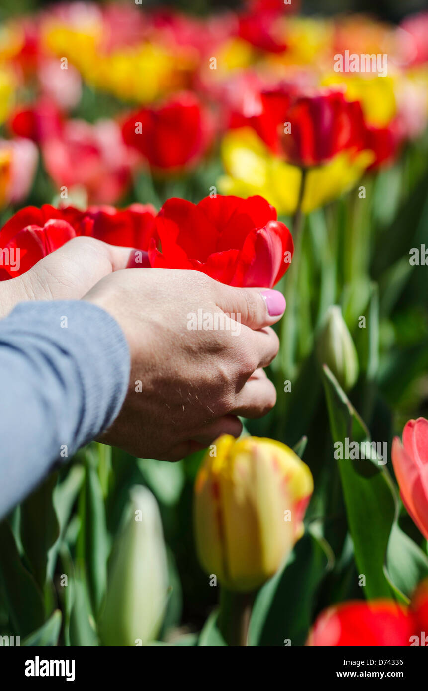 Fleurs de tulipe sur Boston Common Banque D'Images