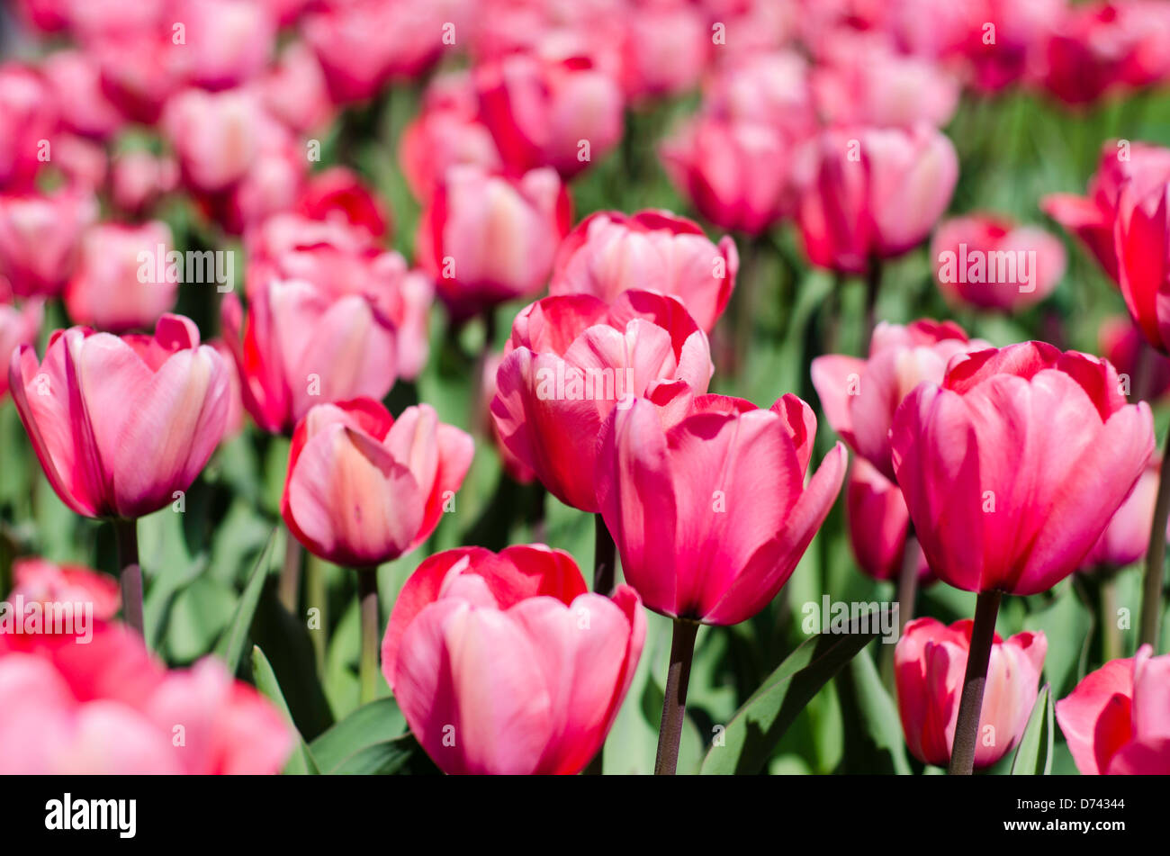 Fleurs de tulipe sur Boston Common Banque D'Images