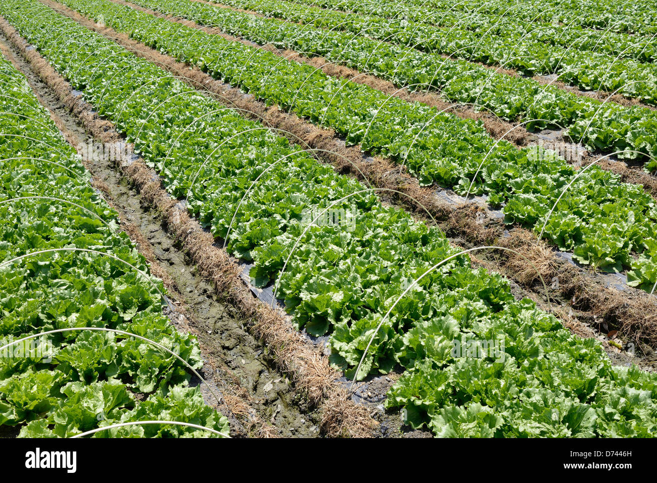 Usine de laitue dans un champ agricole Banque D'Images
