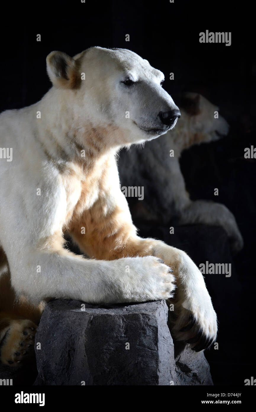 Berlin, Allemagne, l'ours polaire Knut dans le musée d'histoire naturelle de Berlin Banque D'Images