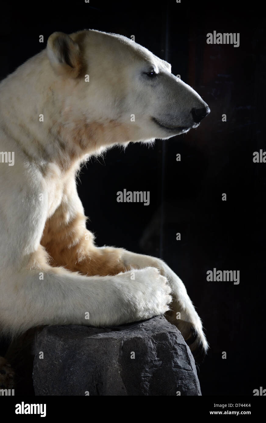 Berlin, Allemagne, l'ours polaire Knut dans le musée d'histoire naturelle de Berlin Banque D'Images