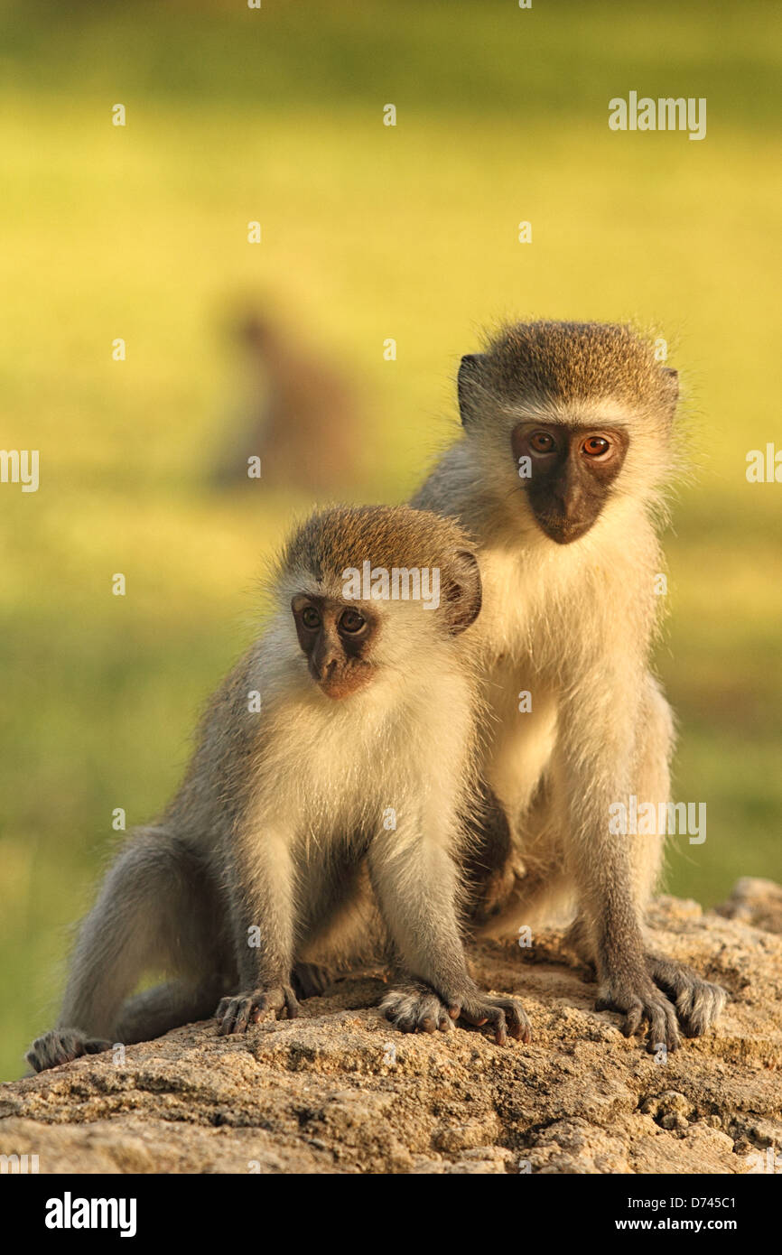 Les singes vervet en fin d'après-midi soleil. Banque D'Images