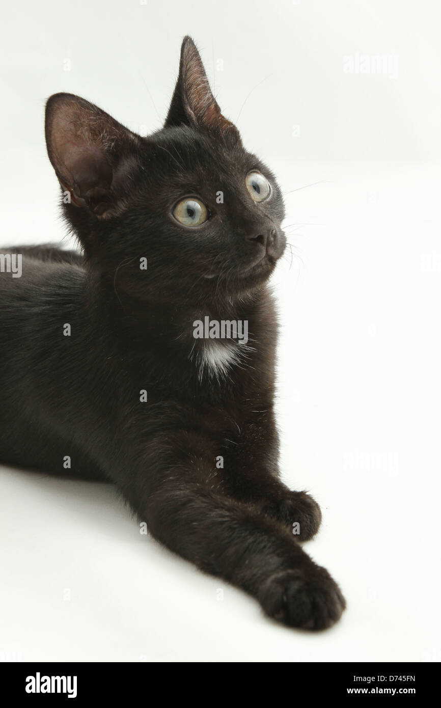 Un chaton photographié sur un fond blanc. Banque D'Images