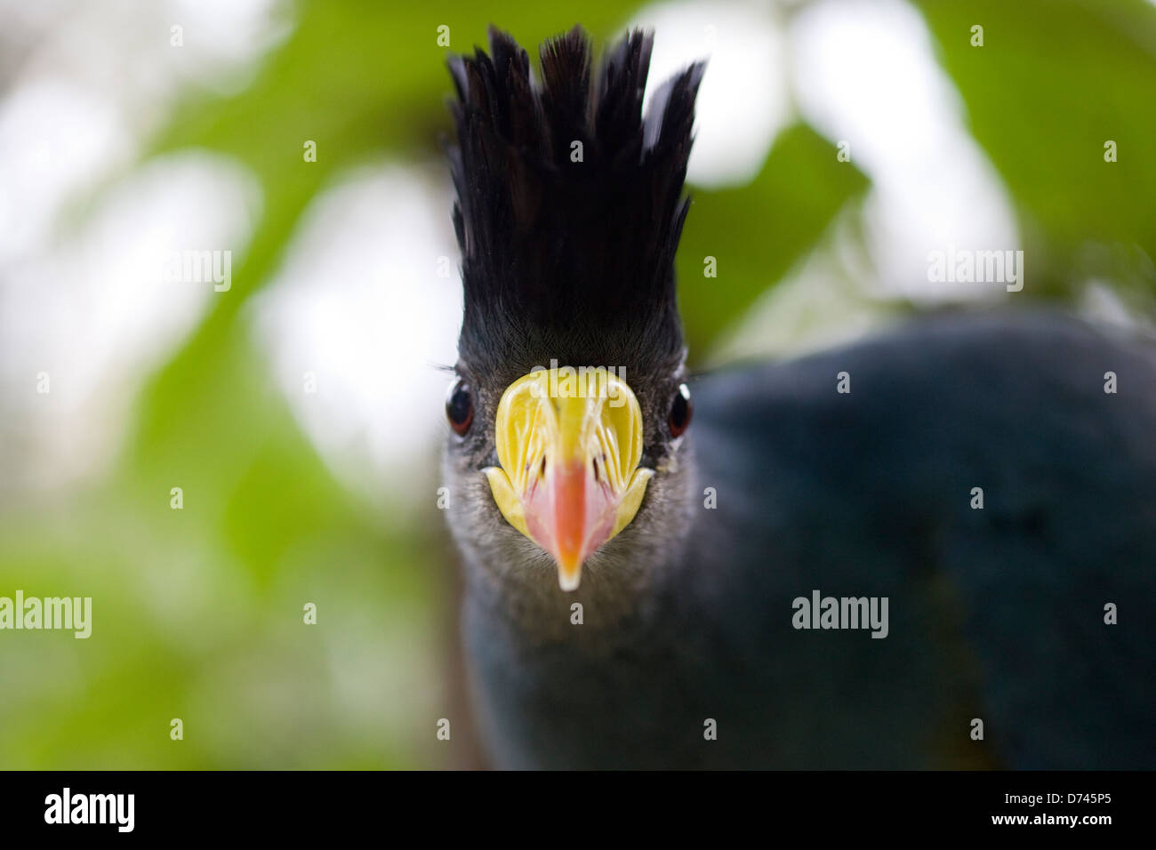 Grand Touraco Corythaeola cristata, bleu Banque D'Images