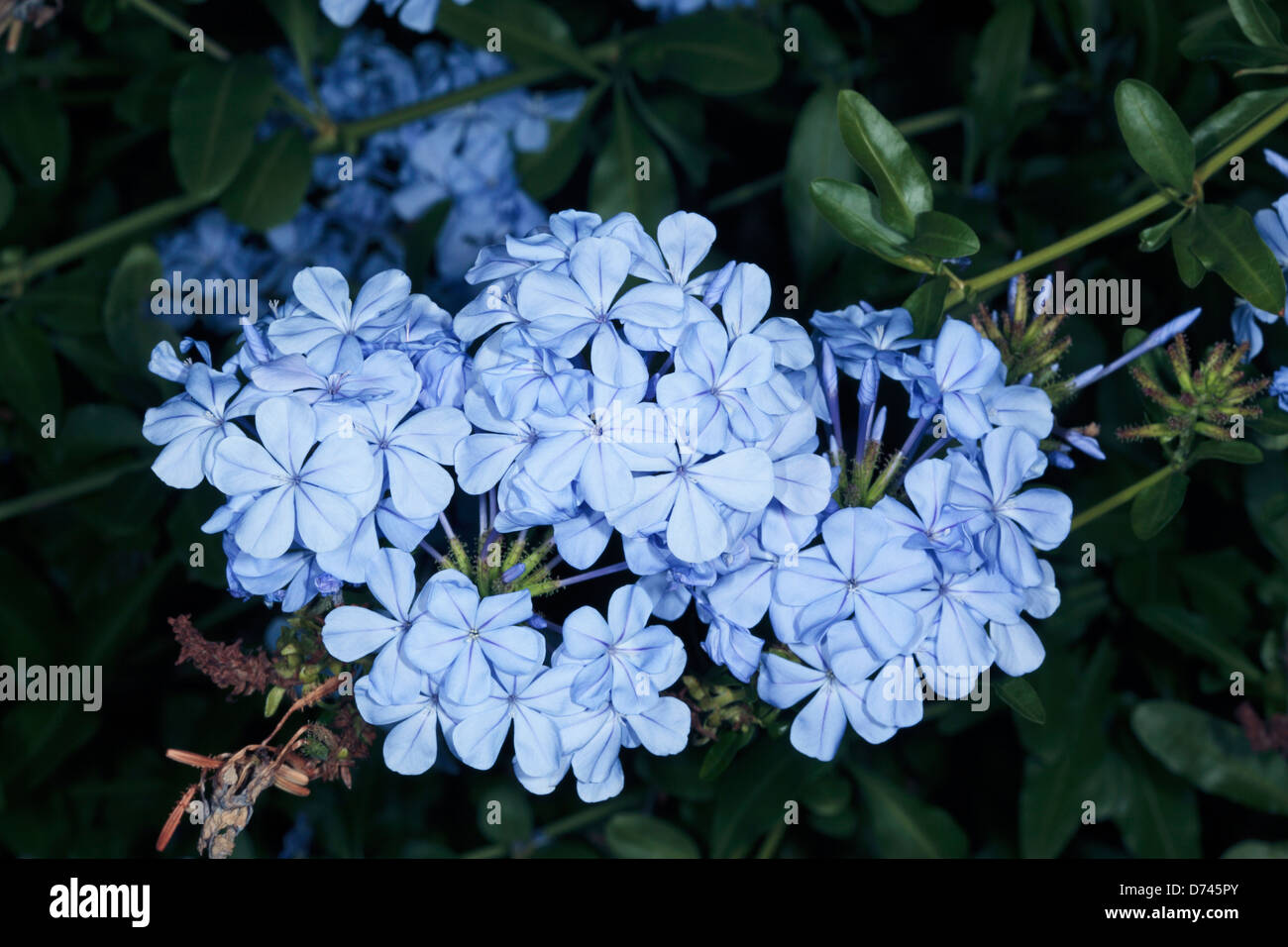 Leadwort Plumbago Bleu/// Plumbago du Cap Cape Leadwort Plumbago auriculata - [syn. P.capensis] Banque D'Images