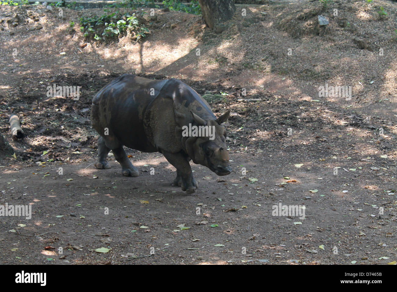 Un Indien sans cornes à cornes un rhinocéros dans un zoo au Kerala, en Inde Banque D'Images