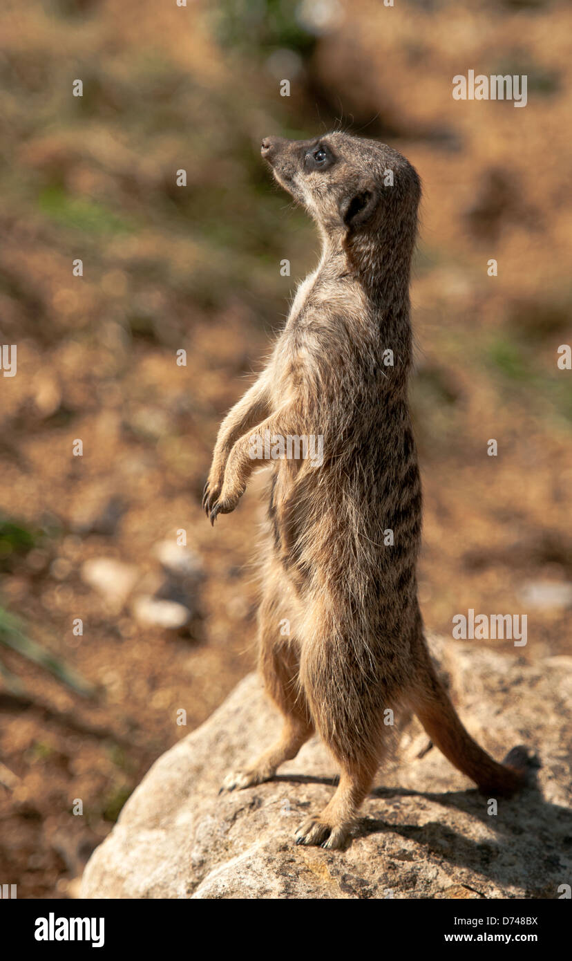 Meerkat qui monte la garde Banque D'Images