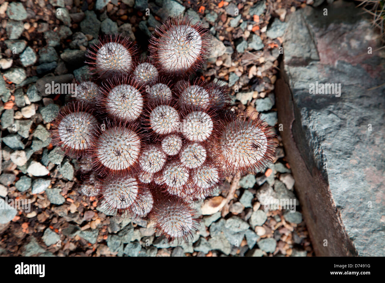 Mammillaria bombycina également connu sous le nom de l'hôtel Silken mamillaire vivipare à Kew Gardens à Londres, Royaume-Uni Banque D'Images