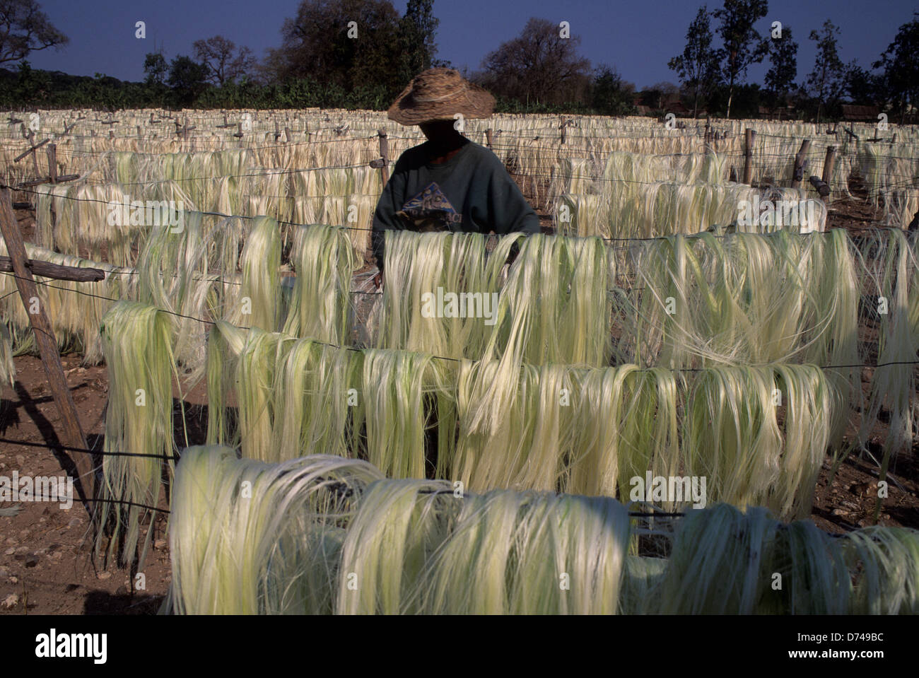 Madagascar, Bryanston, sisal, production de fibres végétales d'agaves d'être séchées au soleil Banque D'Images