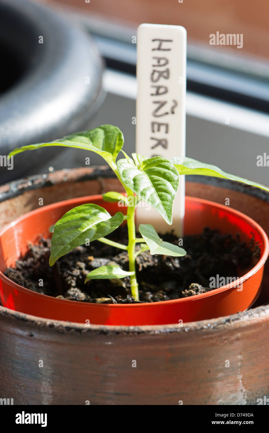 Un Habanero en pot (Capsicum chinense) piment du semis de plantes qui poussent sur le rebord ensoleillé. UK, 2013. Banque D'Images