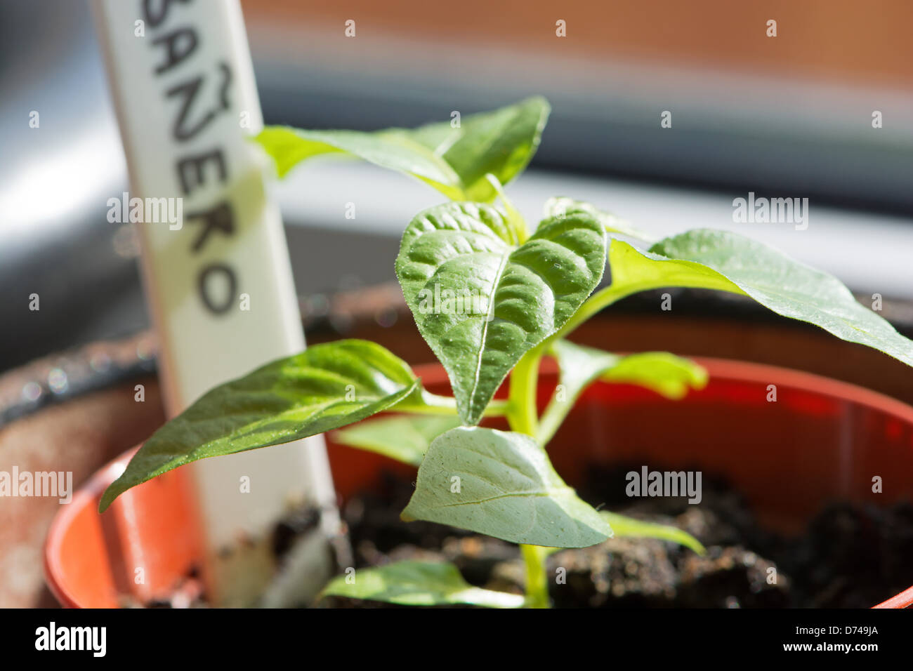 Une plante en pot de piment Habanero plantule (Capsicum chinense) croissant sur le rebord ensoleillé. UK, 2013. Banque D'Images