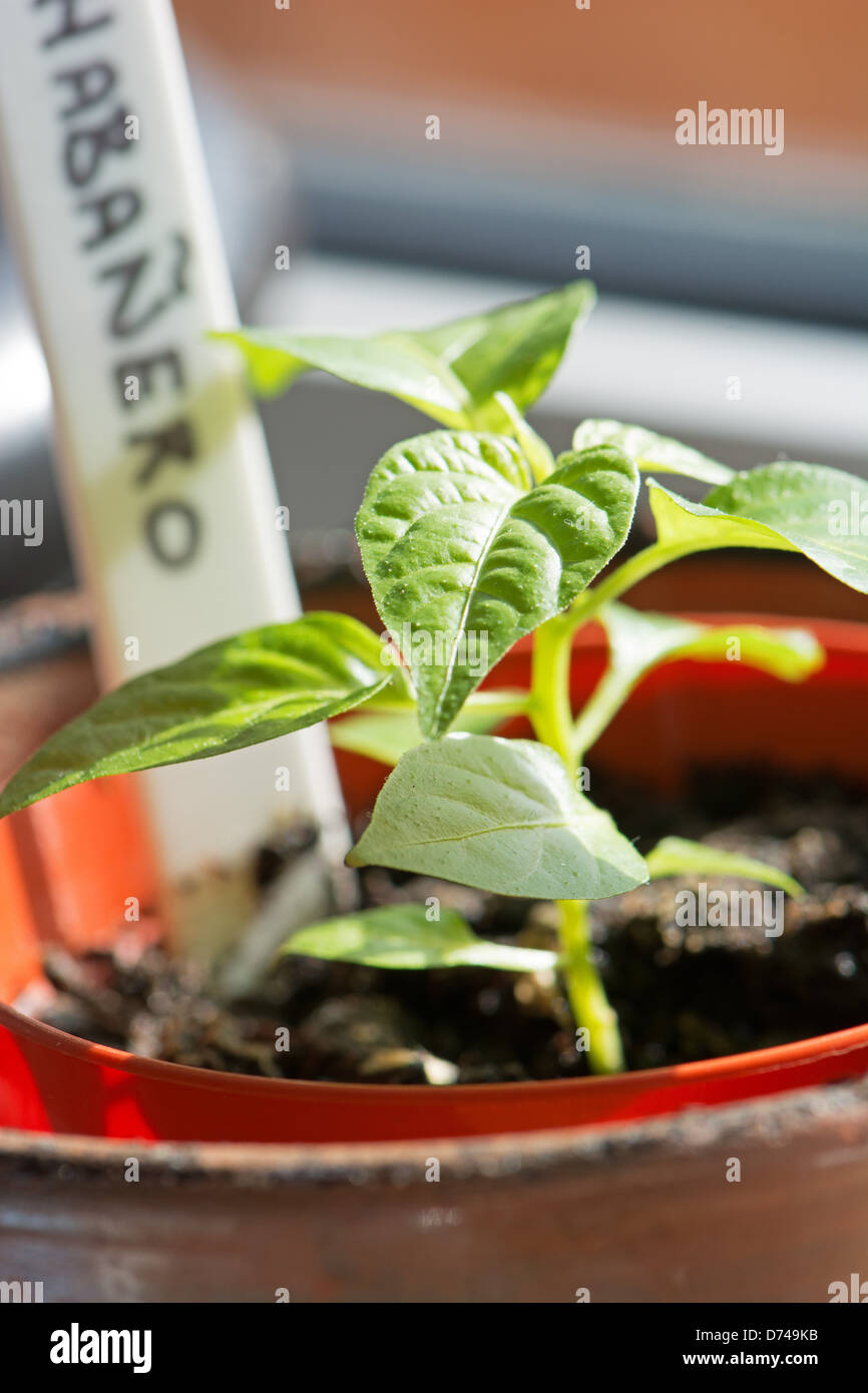 Une plante en pot de piment Habanero plantule (Capsicum chinense) croissant sur le rebord ensoleillé. UK, 2013. Banque D'Images
