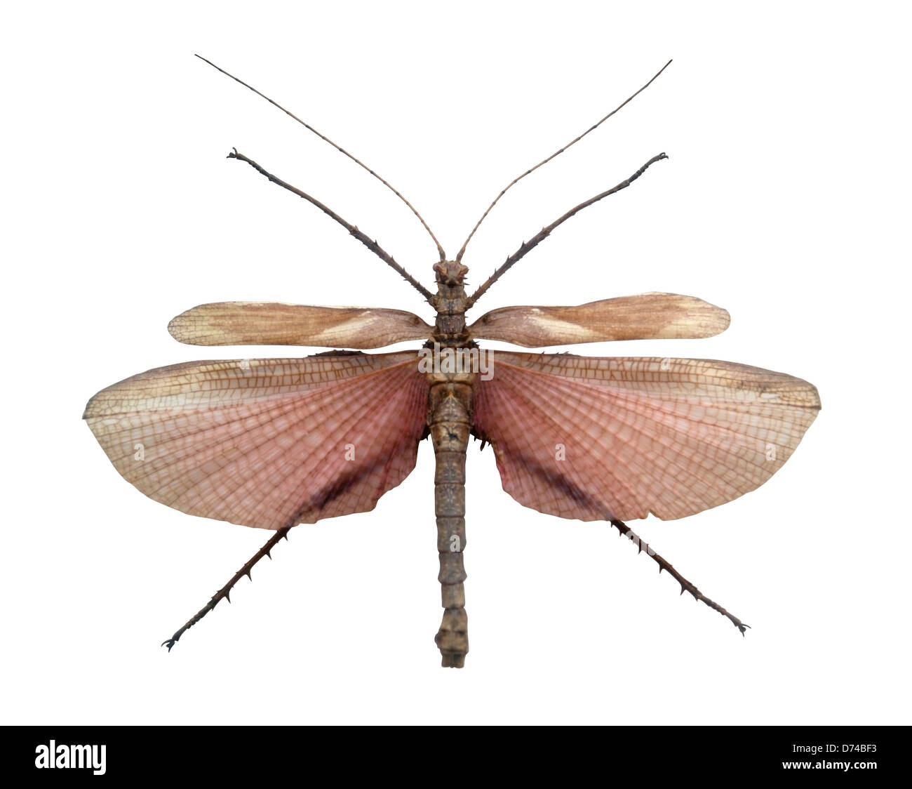 Sauterelle exotique avec ailes propagation vu de dessus, isolated on white with clipping path Banque D'Images