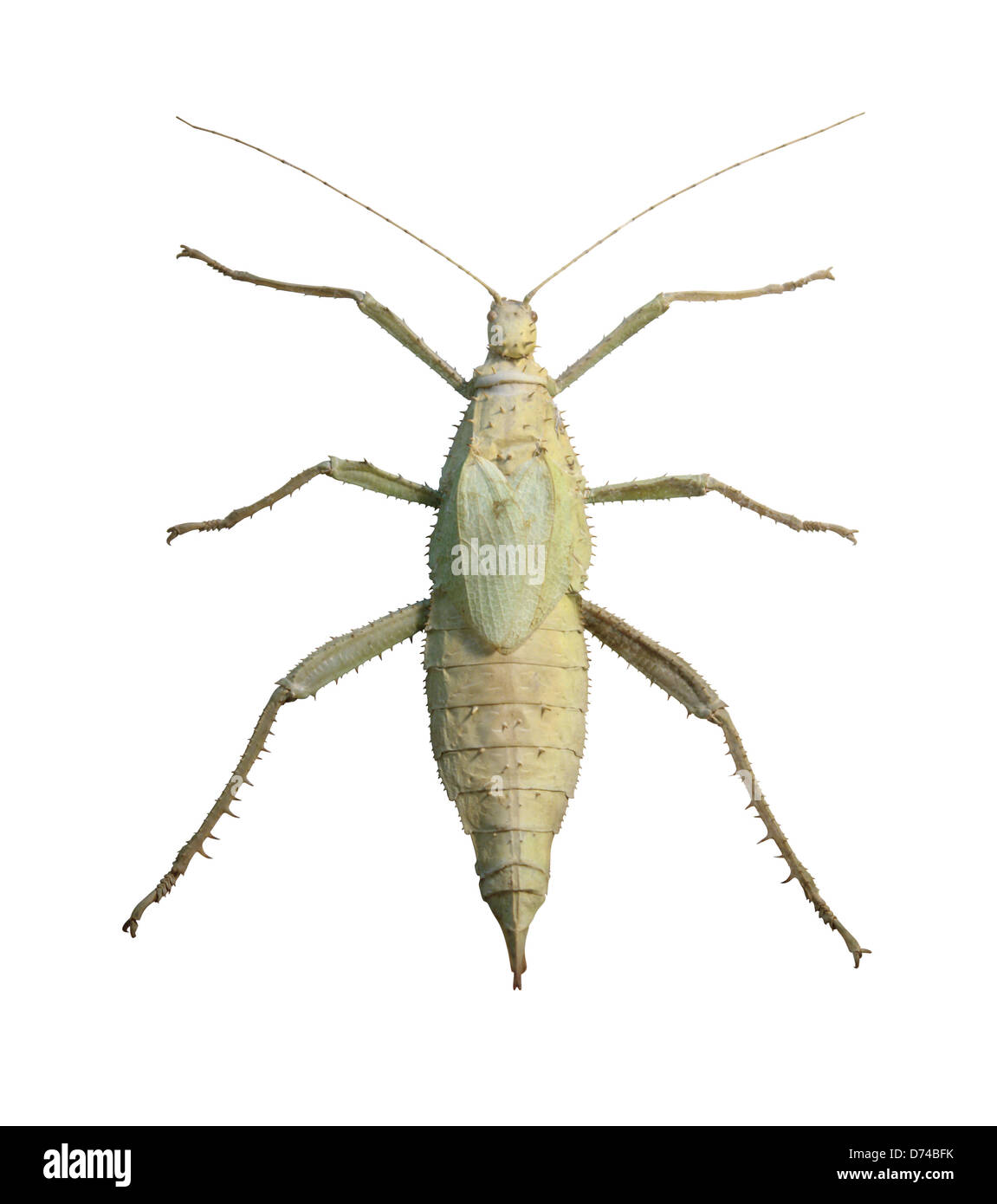 Grande sauterelle verte exotique vu d'en haut, isolé sur blanc avec clipping path Banque D'Images