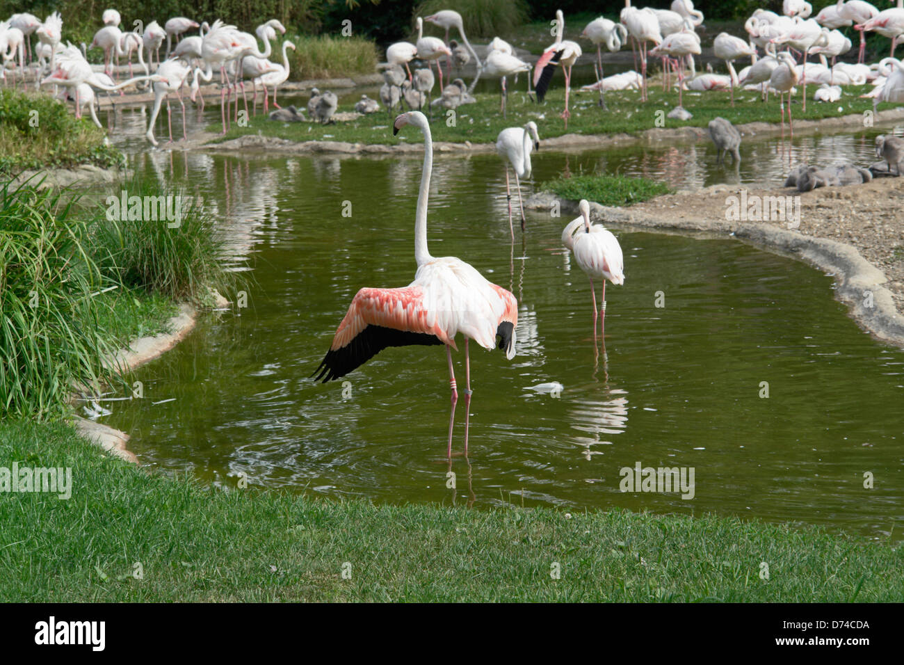 Groupe de flamants roses dans l'ambiance au bord de l'ensoleillée Banque D'Images