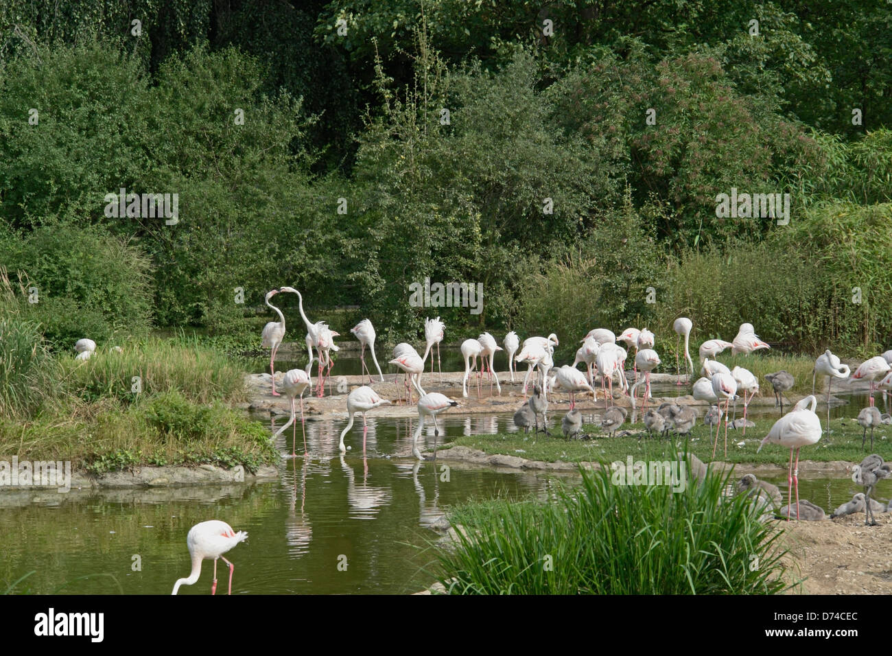 Groupe de flamants roses dans l'ambiance au bord de l'ensoleillée Banque D'Images