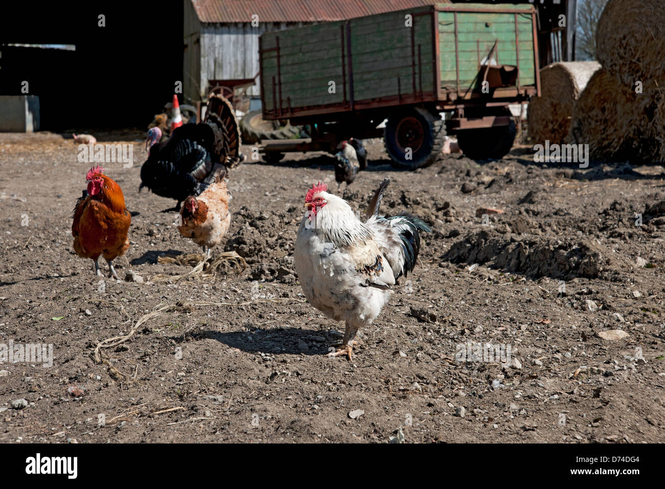 Gros plan de poulets poulets poulets poules dans une ferme volaille oiseaux North Yorkshire Angleterre Royaume-Uni GB Grande-Bretagne Banque D'Images