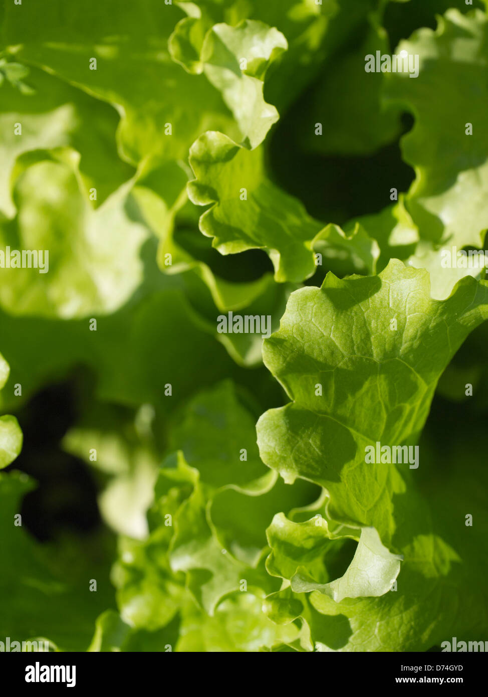 Dans un marché de l'usine de laitue Banque D'Images