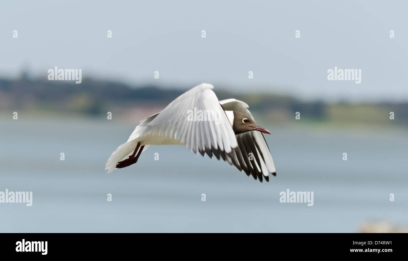 Seagull sur son voyage Banque D'Images