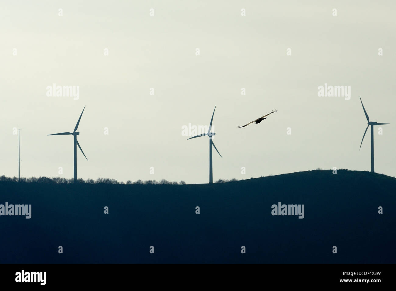 Vautour volant entre générateurs du vent Banque D'Images