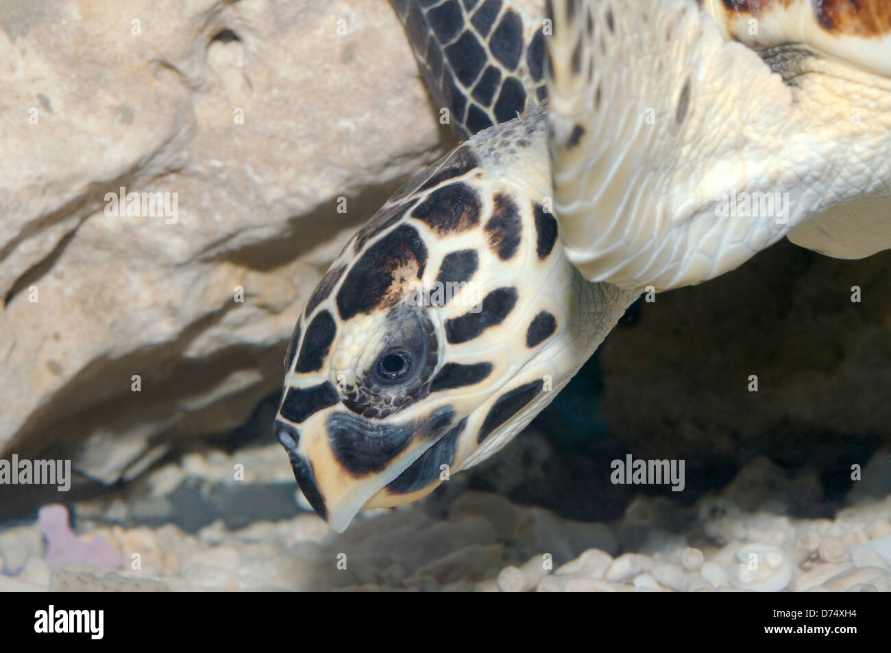 Portrait d'Eretmochelys imbricata tortue de mer (Eretmochelys imbricata), mer Rouge, Hurghada, Egypte, Afrique du Sud Banque D'Images