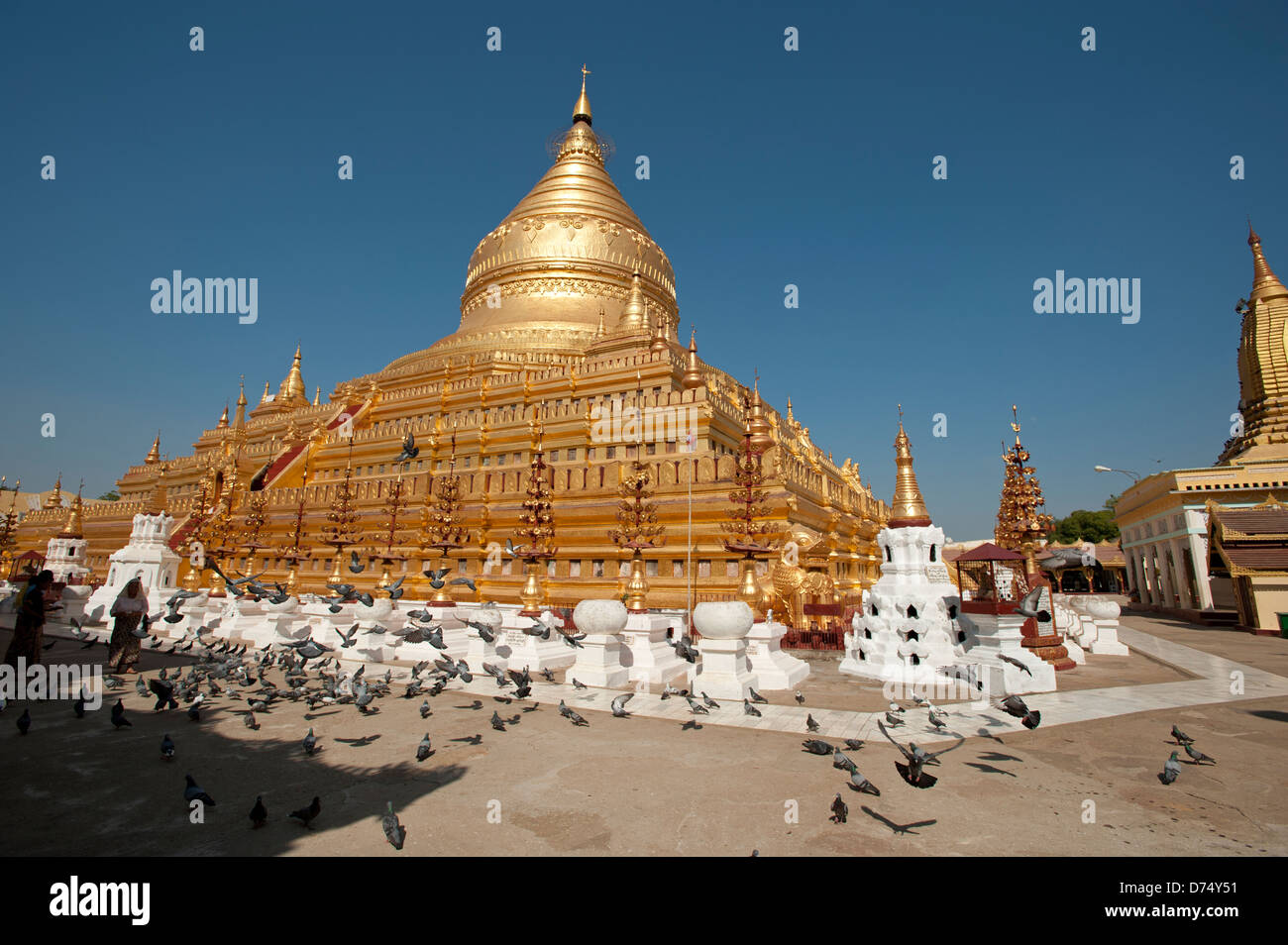 Pidgeons rassembler sous l'immense dôme d'or de la Pagode Shwezigon Bagan Myanmar (Birmanie) Banque D'Images