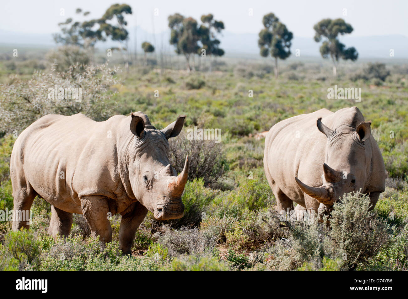 Les rhinocéros de manger des aliments Banque D'Images