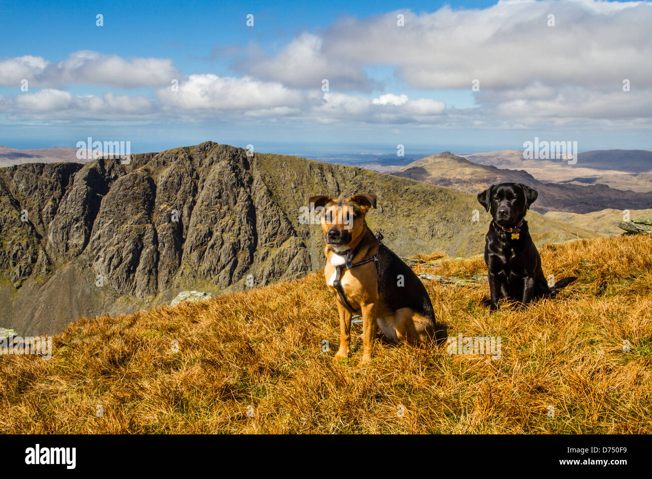 Deux chiens bénéficiant d'une grande promenade dans le Lake District sur la belle Coniston fells au printemps Banque D'Images