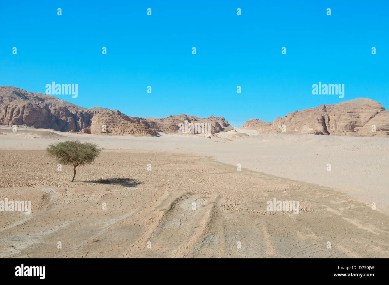 Acacia près de la fin de sa gamme dans le désert, péninsule du Sinaï, Égypte Banque D'Images