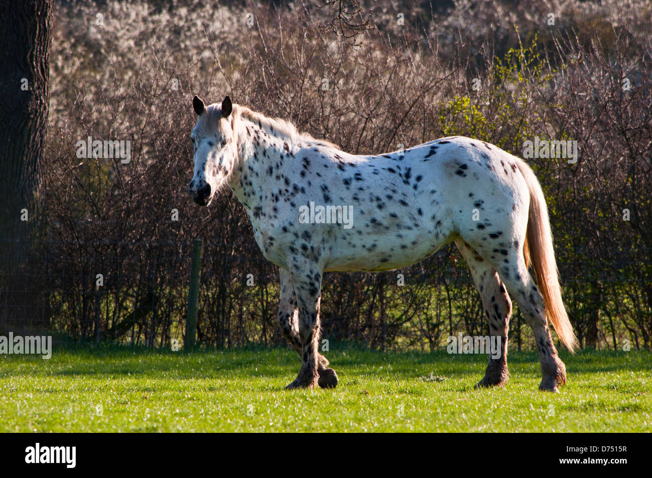 Cheval Appaloosa leopard-robe tachetée Photo Stock - Alamy